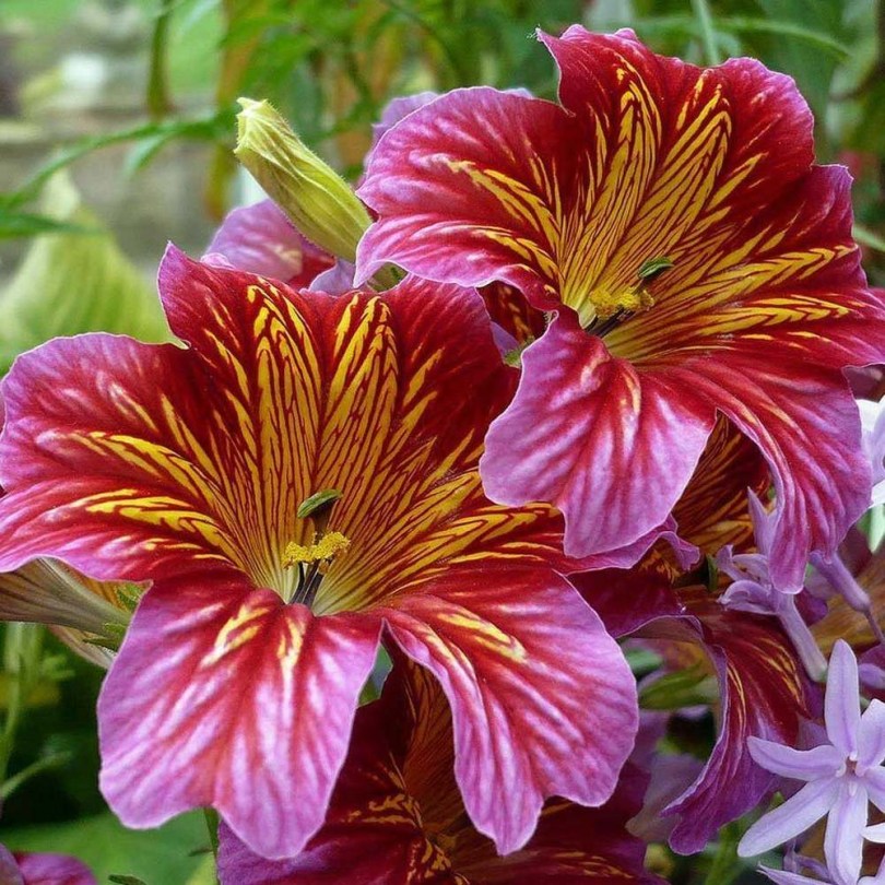 Trombitavirág Superbissima Mix - Salpiglossis sinuata, Salpiglossis sinuata, virág
